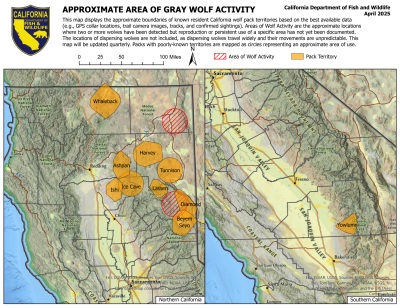 California Department of Fish and Wildlife confirmed Three New Wolf Packs Boosting Population